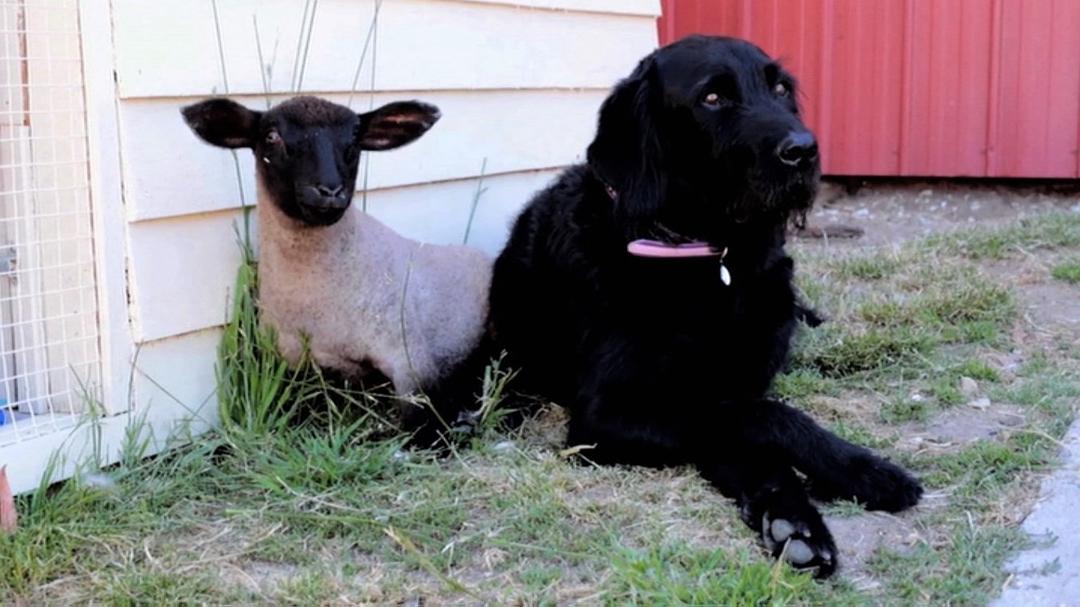 食物选择 Food Choices