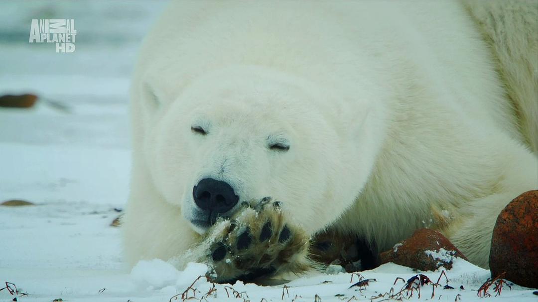 野性北极 Wildest Arctic
