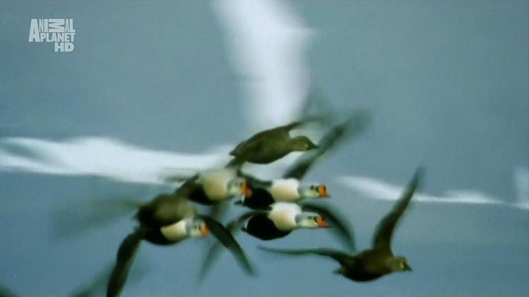 野性北极 Wildest Arctic