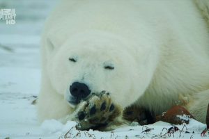 野性北极 Wildest Arctic