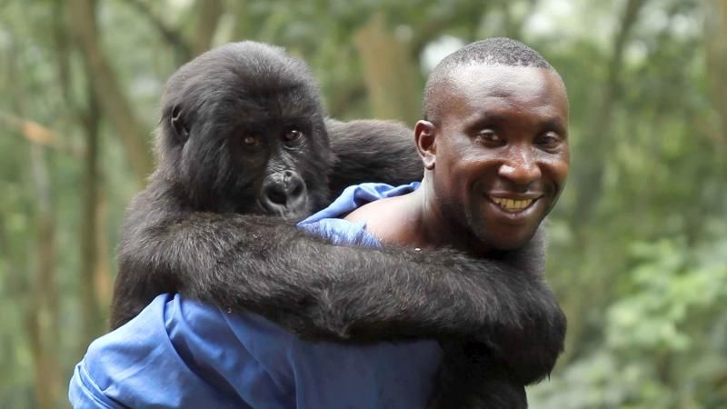 维龙加 Virunga