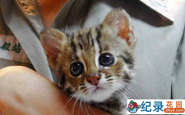 PTS野生动物保护纪录片《抢救石虎》全1集中字 720P/1080i高清纪录片资源百度云盘下载