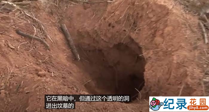 趣味动物行为纪录片《TV动物农场 短视频版》第15季中字 1080P高清自媒体解说素材百度云盘下载