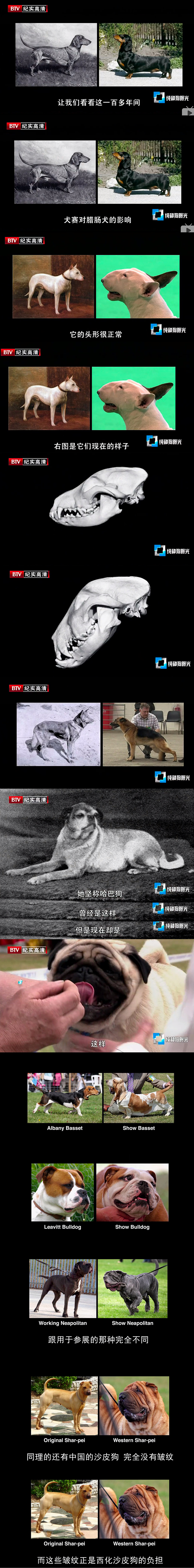 纯种狗的悲哀 Pedigree Dogs Exposed