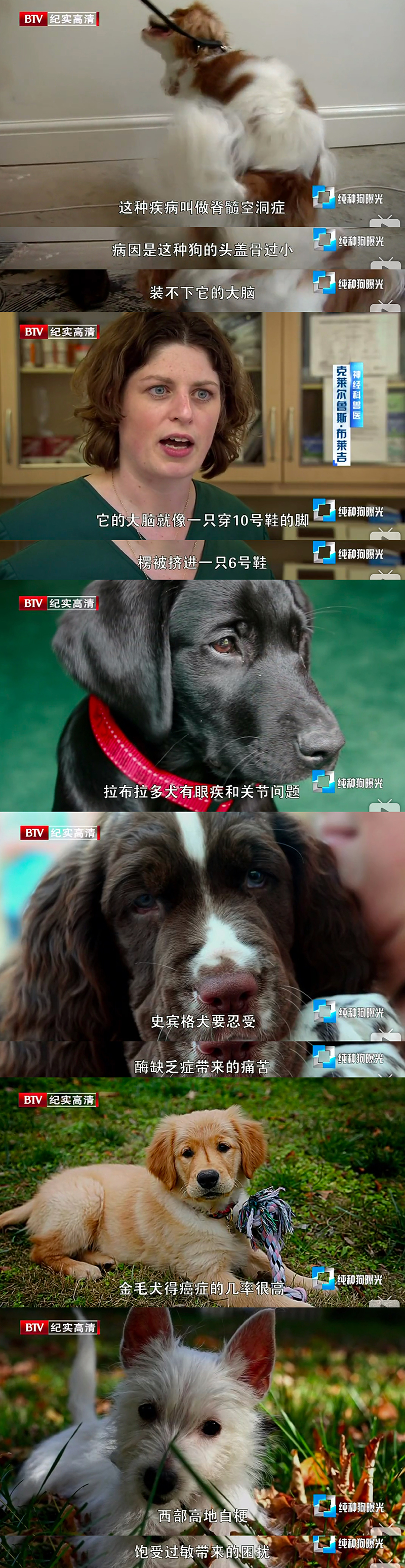 纯种狗的悲哀 Pedigree Dogs Exposed