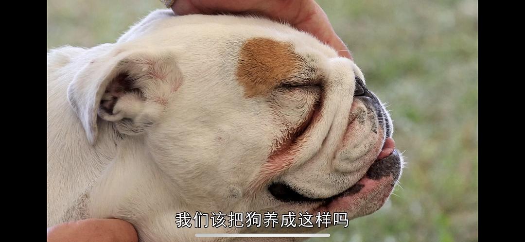 纯种狗的悲哀 Pedigree Dogs Exposed