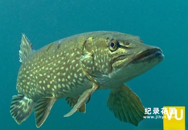 CCTV央视自然生态纪录片《隐秘的天堂:一个生态重建的故事》全1集 720P/ 1080i高清纪录片百度云