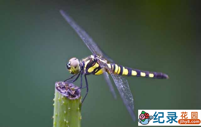 PTS昆虫纪录片《蜻蜓与豆娘》全1集中字 720P/1080i高清纪录片资源百度云盘下载