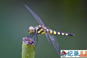 PTS昆虫纪录片《蜻蜓与豆娘》全1集中字 720P/1080i高清纪录片资源百度云盘下载