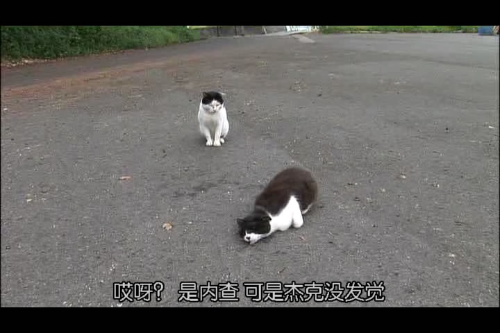猫咪物语3 にゃんこ THE MOVIE3
