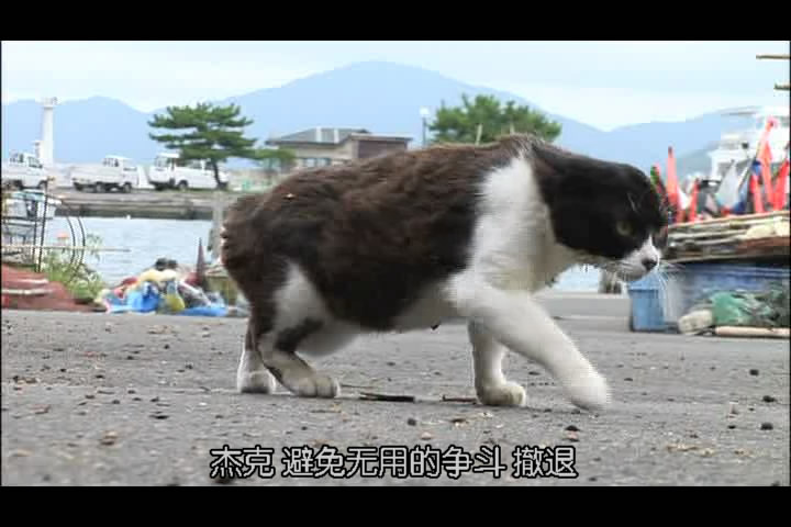 猫咪物语3 にゃんこ THE MOVIE3
