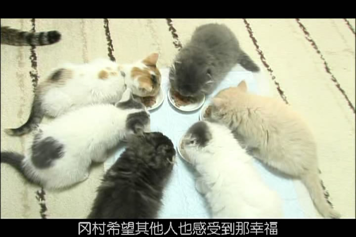 猫咪物语3 にゃんこ THE MOVIE3