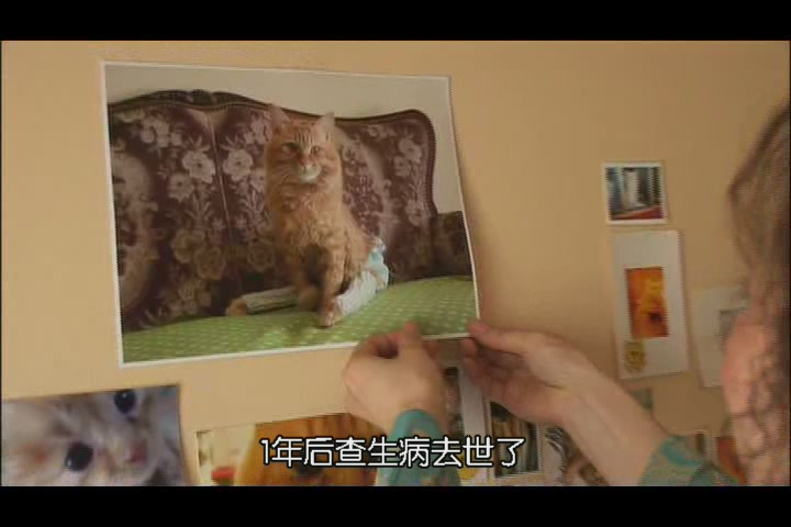 猫咪物语3 にゃんこ THE MOVIE3