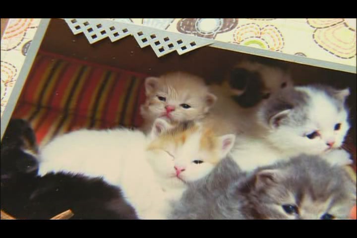 猫咪物语3 にゃんこ THE MOVIE3