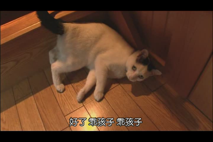 猫咪物语3 にゃんこ THE MOVIE3