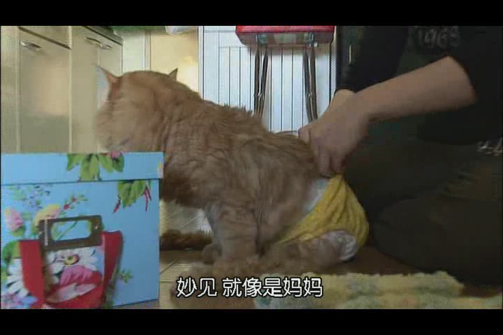 猫咪物语3 にゃんこ THE MOVIE3