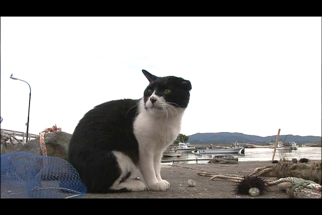 猫咪物语3 にゃんこ THE MOVIE3