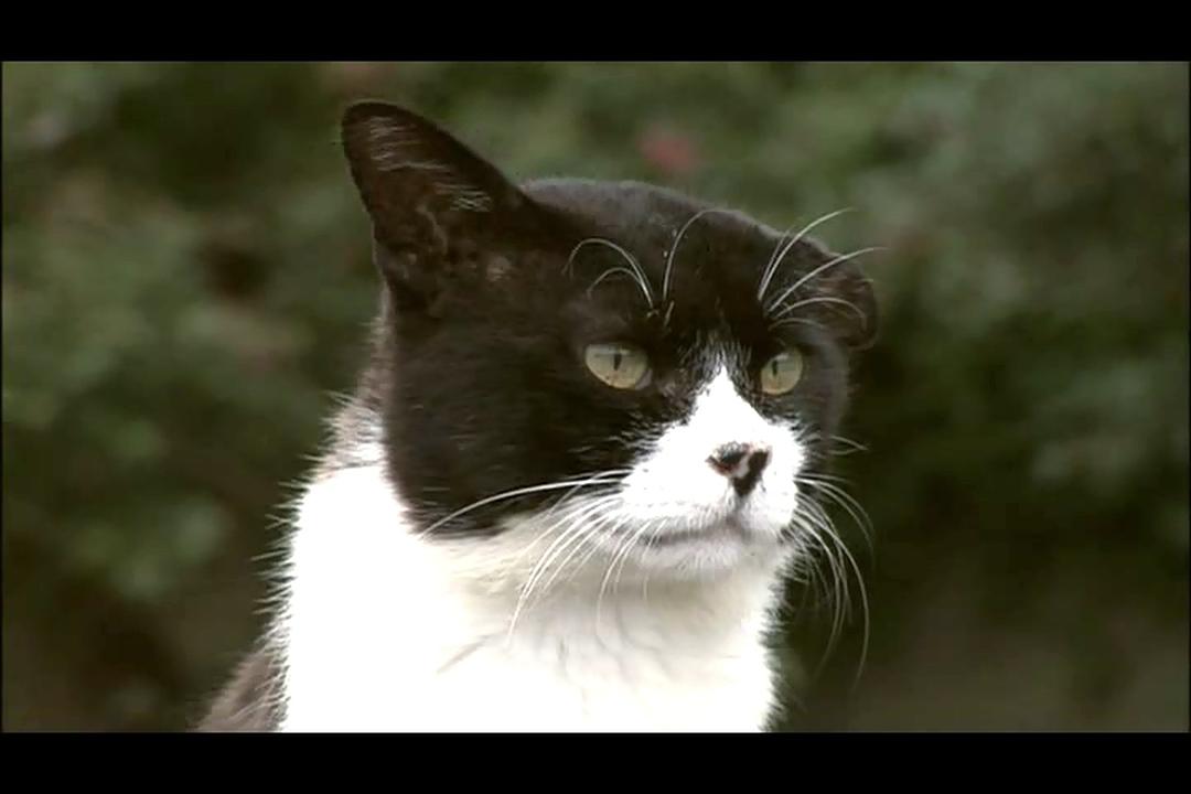 猫咪物语3 にゃんこ THE MOVIE3