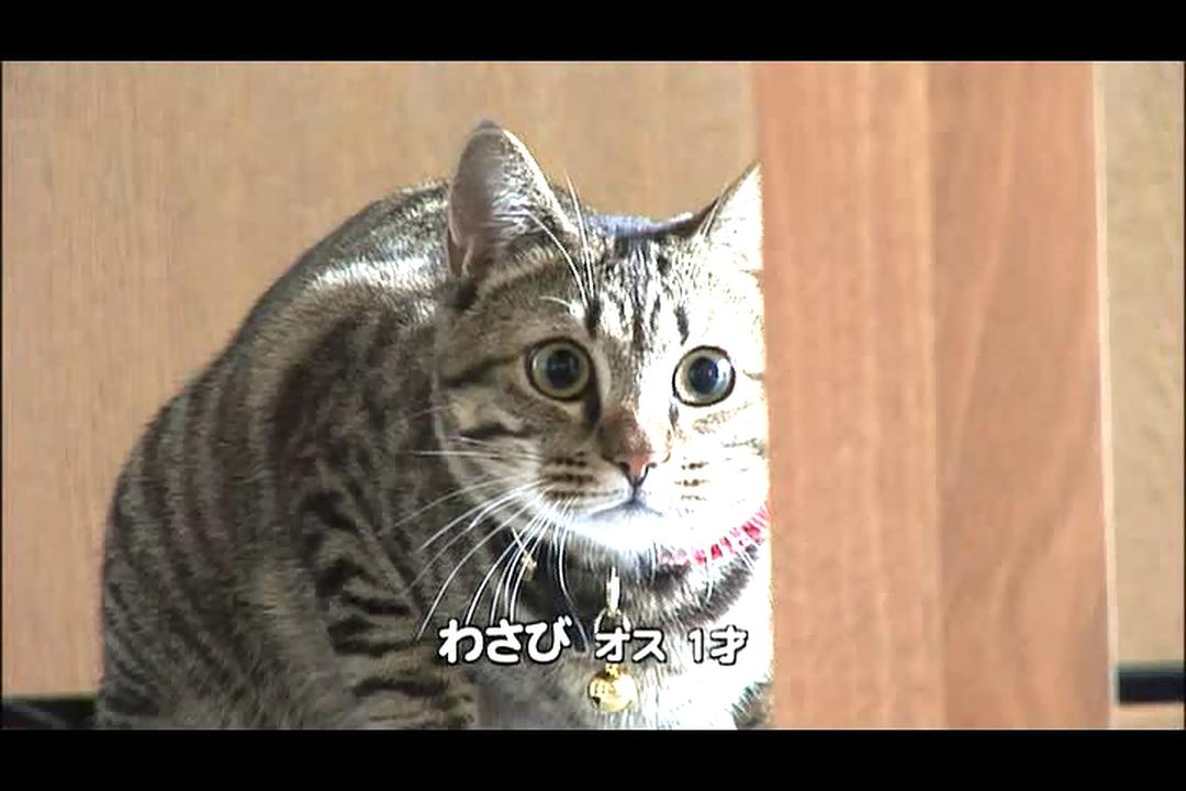 猫咪物语3 にゃんこ THE MOVIE3