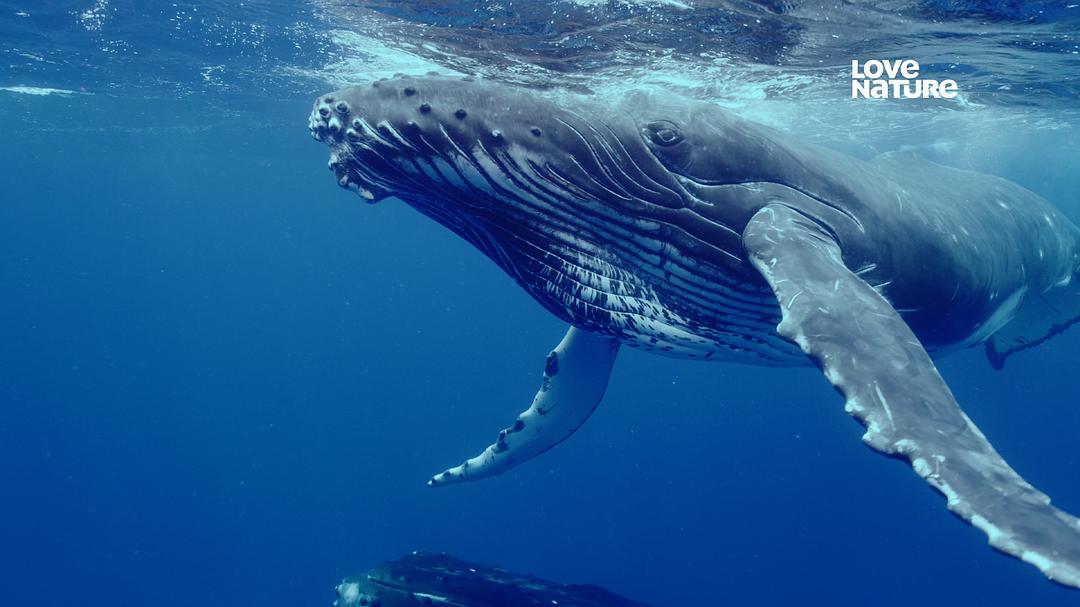 狂野地球 A Wild Year on Earth