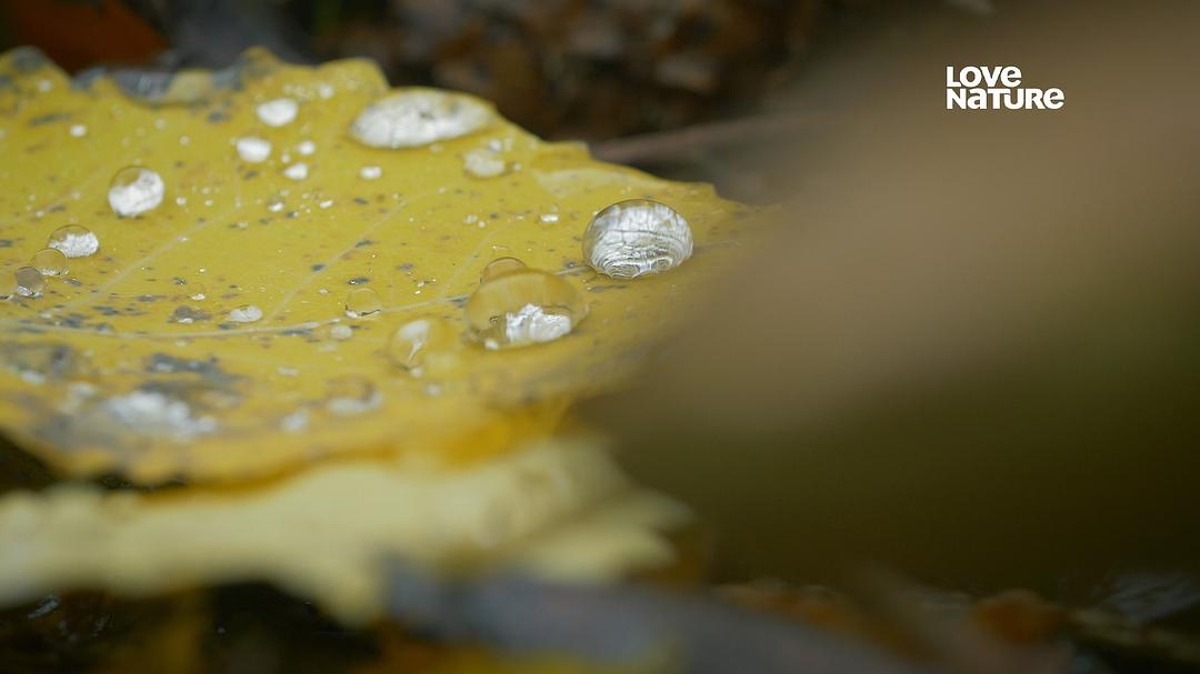 狂野地球 A Wild Year on Earth