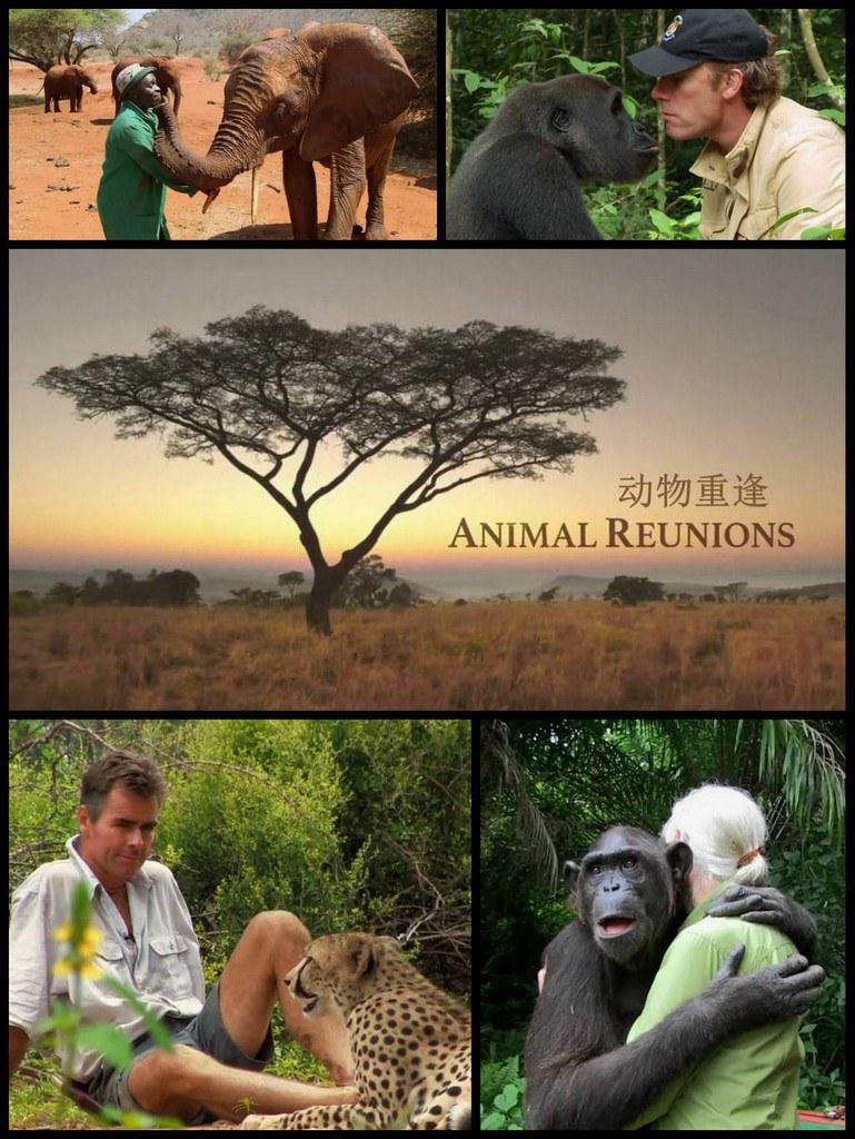 动物重逢 Nature: Animal Reunions