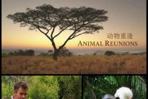 动物重逢 Nature: Animal Reunions
