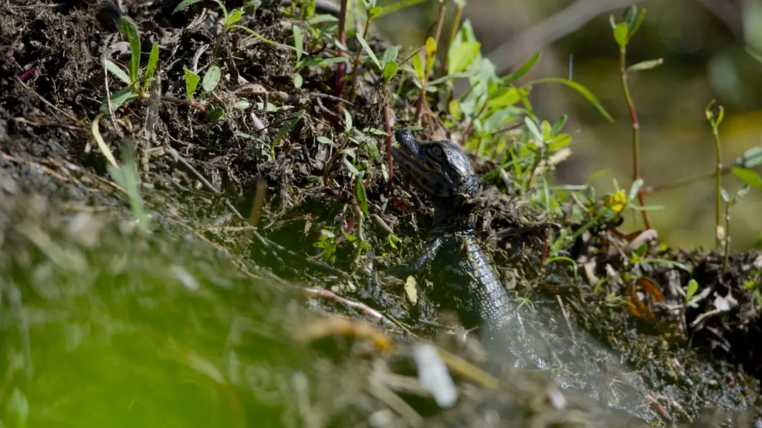 美丽美利坚 America the Beautiful