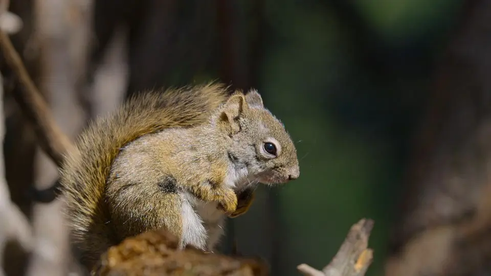 美丽美利坚 America the Beautiful