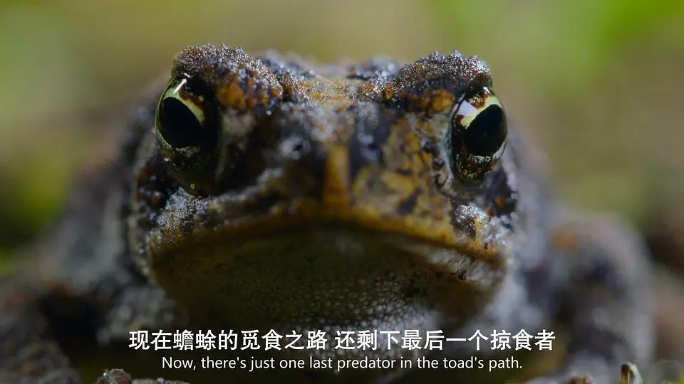 美丽美利坚 America the Beautiful