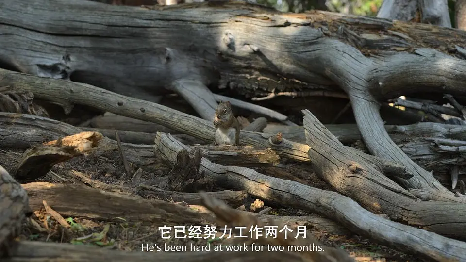 美丽美利坚 America the Beautiful