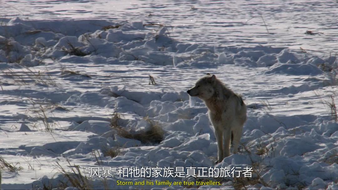 自然世界：狼之风暴 The Natural World: A Wolf Called Storm