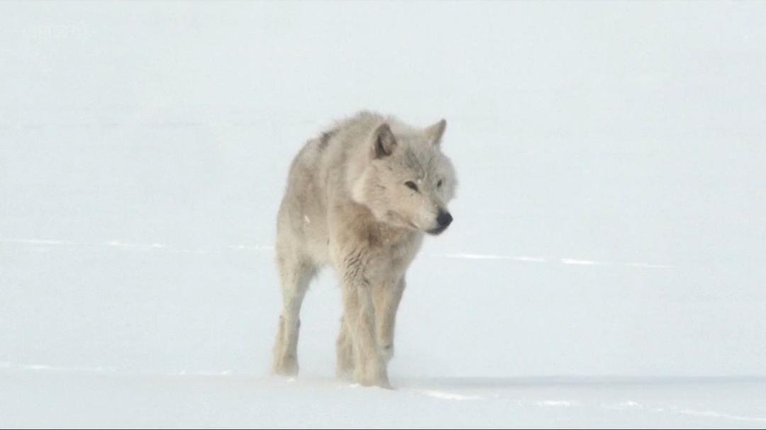 自然世界：狼之风暴 The Natural World: A Wolf Called Storm