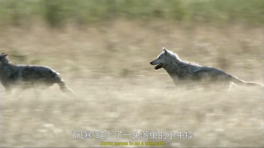 自然世界：狼之风暴 The Natural World: A Wolf Called Storm