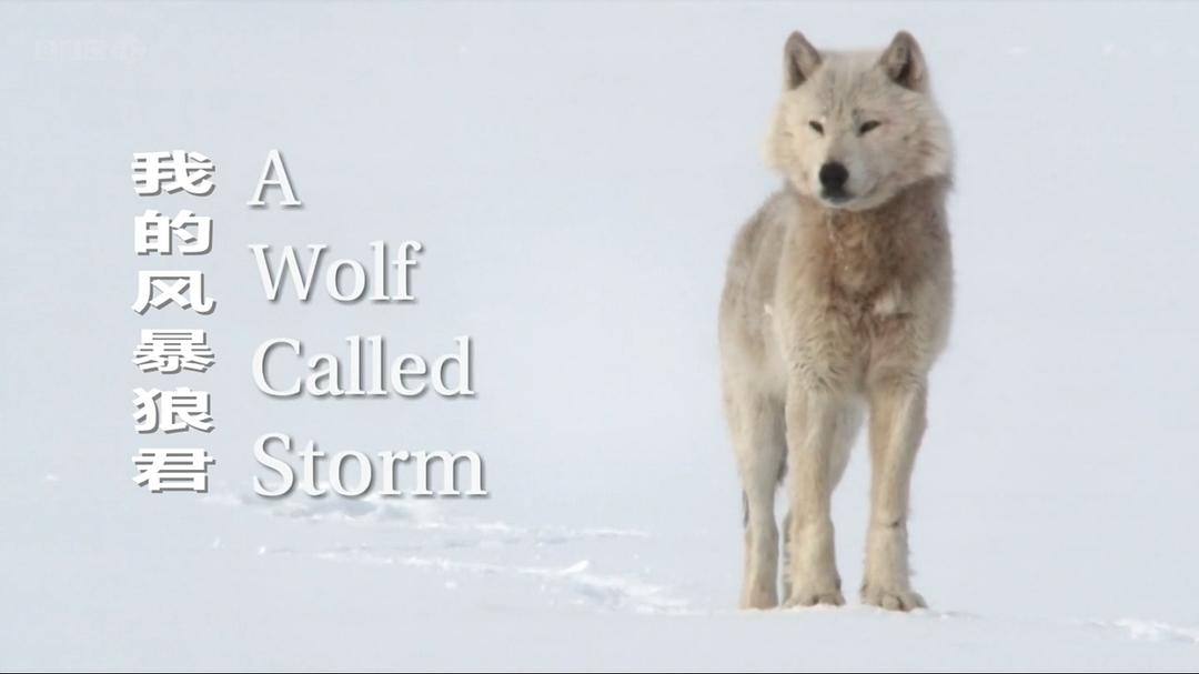 自然世界：狼之风暴 The Natural World: A Wolf Called Storm