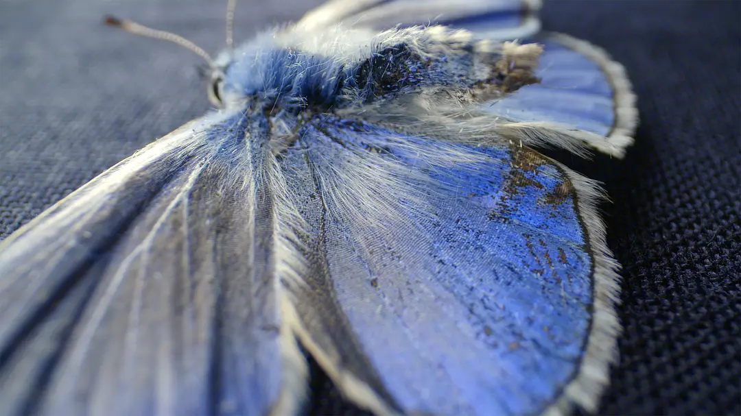 走进纳米世界 Nanosurvies, les pouvoirs invisibles de la nature