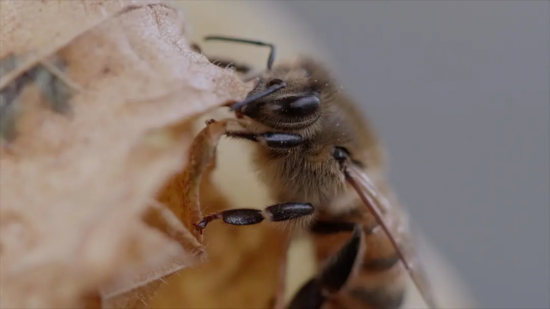 走进纳米世界 Nanosurvies, les pouvoirs invisibles de la nature