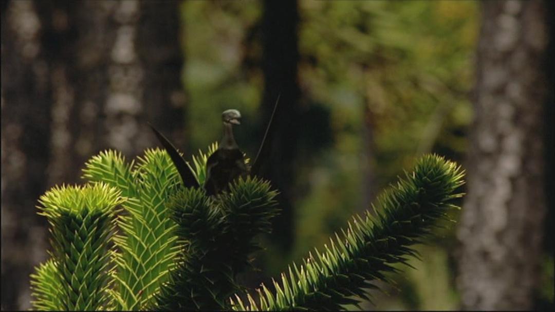 与恐龙同行 Walking with Dinosaurs
