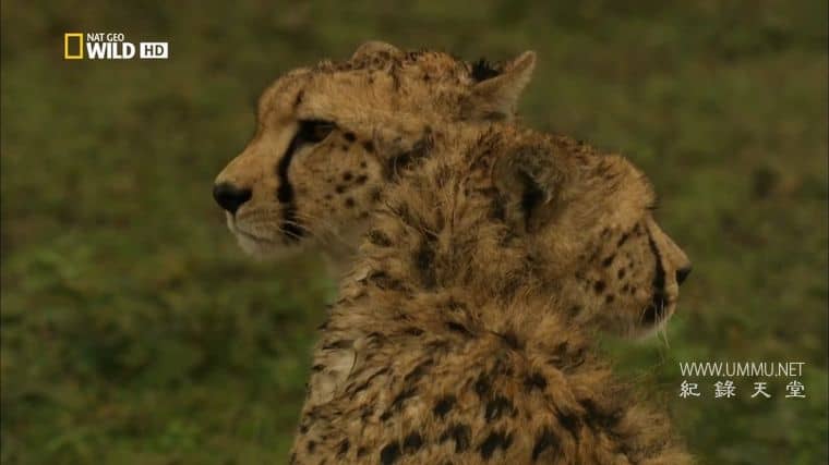 非洲创意杀手 Africa's Creative Killers