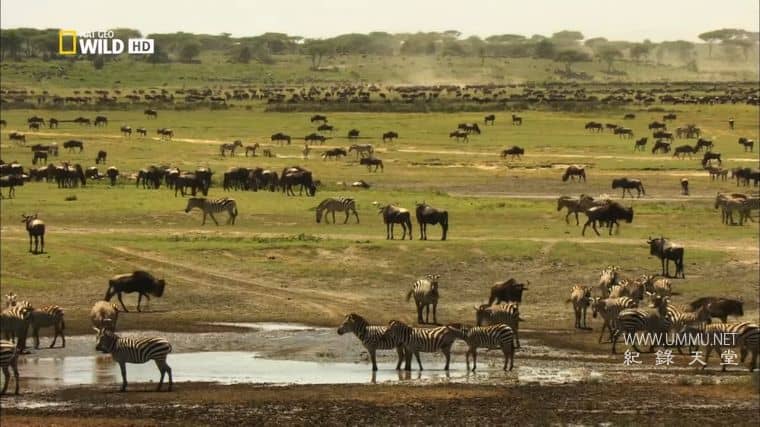 非洲创意杀手 Africa's Creative Killers