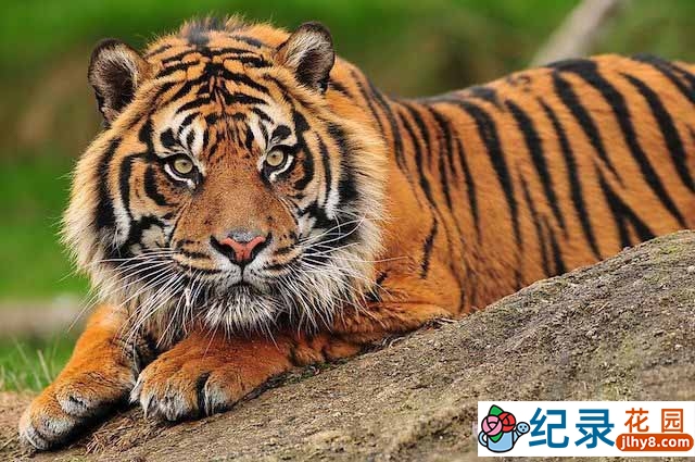 BBC猛兽纪录片《最后的苏门答腊虎 Sumatra’s Last Tiger》全6集中字 TS/蓝光高清纪录片资源百度云盘下载
