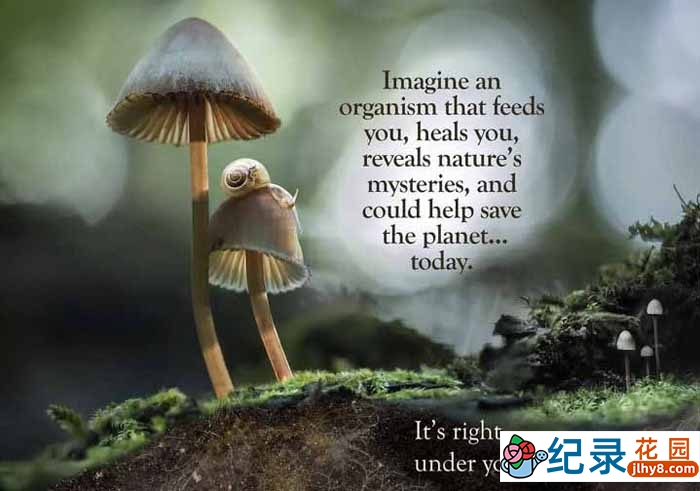 真菌繁殖纪录片《传播的艺术：奇妙的真菌 Moving Art：Fantastic Fungi》全1集原版无字 1080P纪录片资源百度云盘下载