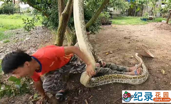 捕蛇纪录片《徒手斗巨蟒》第1季中字 1080P高清自媒体解说素材百度云盘下载