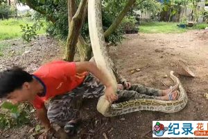 捕蛇纪录片《徒手斗巨蟒》第1季中字 1080P高清自媒体解说素材百度云盘下载