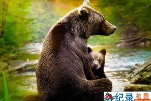 迪士尼野生动物纪录片《动物成长 Growing Up Animal》全6集中字 1080P纪录片资源百度云盘下载