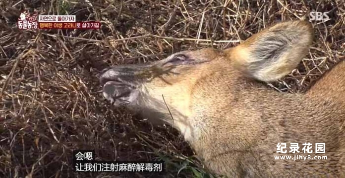 趣味动物行为纪录片《TV动物农场 短视频版》第5季中字 1080高清纪录片解说素材百度云盘下载