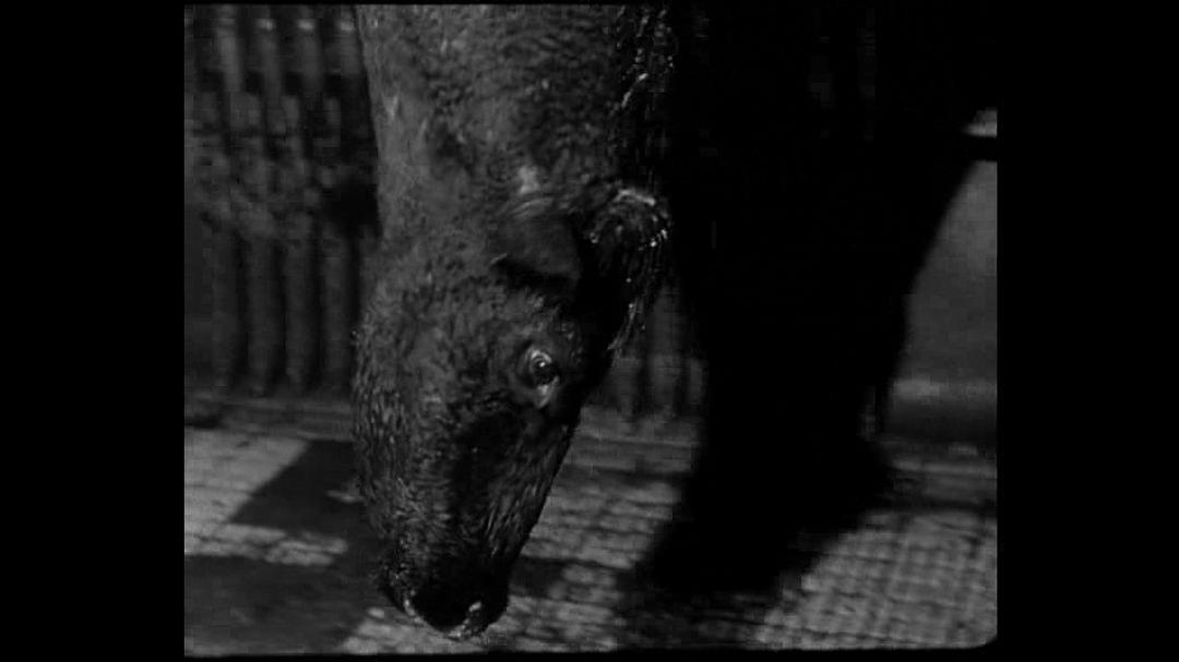 燃火的时刻 Hora de los hornos