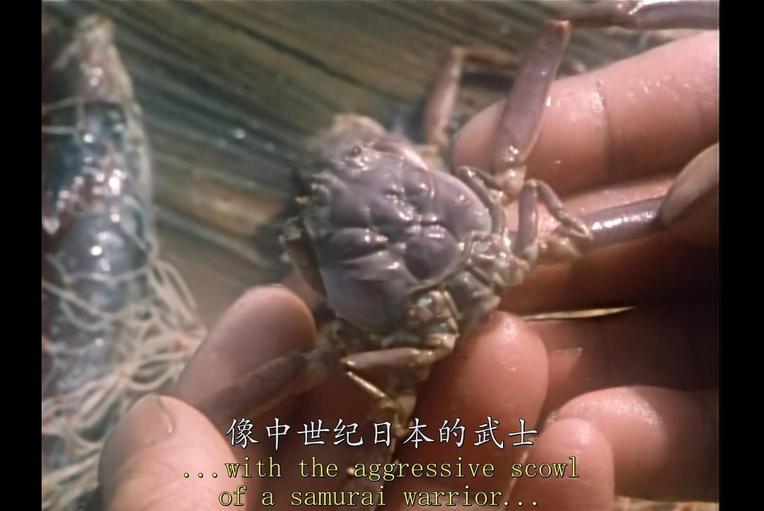 卡尔·萨根的宇宙 Cosmos: A Personal Voyage