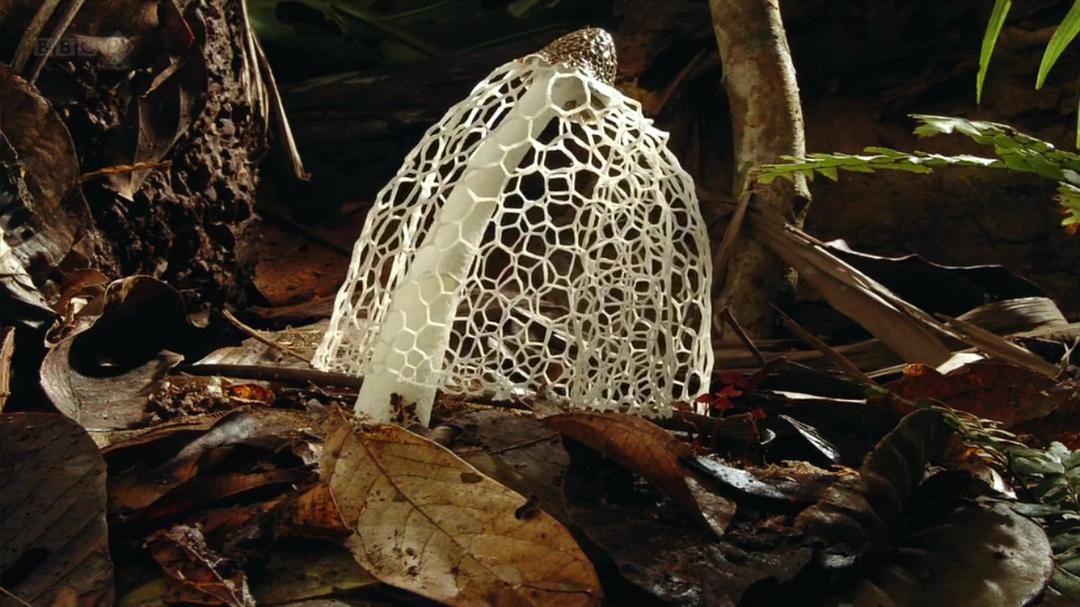 生命循环：奇异的腐烂科学 After Life: The Strange Science of Decay