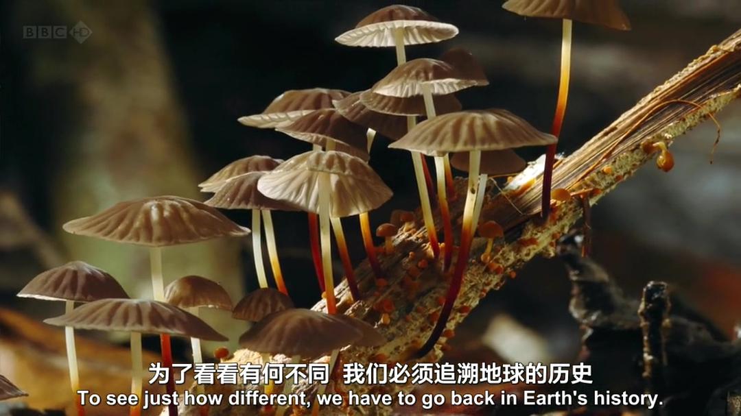 生命循环：奇异的腐烂科学 After Life: The Strange Science of Decay